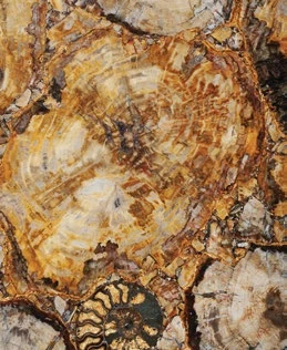 Petrified Wood Yellow — official supplier catalog image