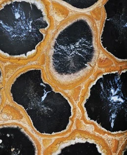 Petrified Wood Palm Root — official supplier catalog image