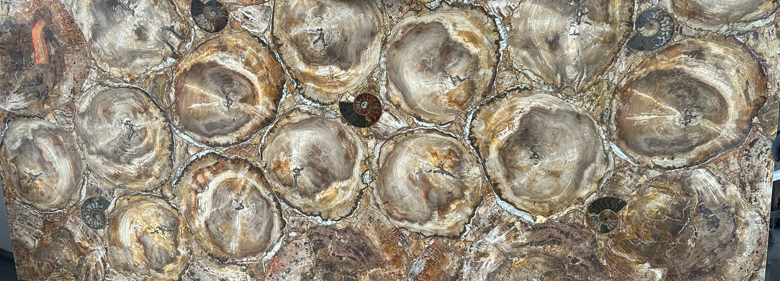 SEMI-PRECIOUS MAER CHARM PETRIFIED WOOD YELLOW/BEIGE WITH 5 BIG AMMONITES 2CM POLISHED — supplier catalog image