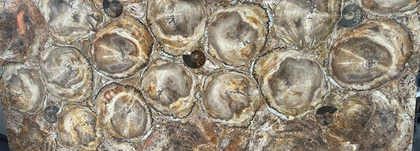 SEMI-PRECIOUS MAER CHARM PETRIFIED WOOD YELLOW/BEIGE WITH 5 BIG AMMONITES 2CM POLISHED — supplier catalog image
