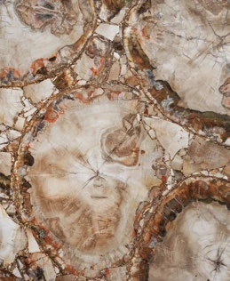 Petrified Wood Beige — official supplier catalog image
