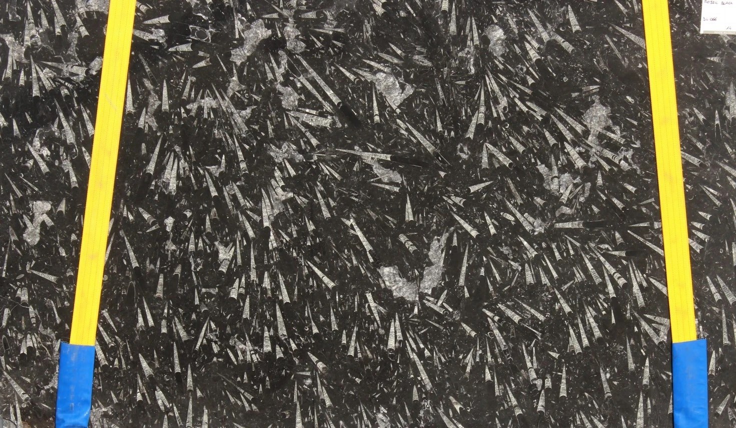 FOSSIL BLACK 2CM LEATHER — supplier catalog image