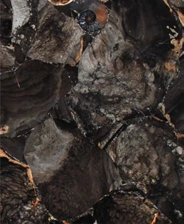 Jasper Shellflint Dark — official supplier catalog image