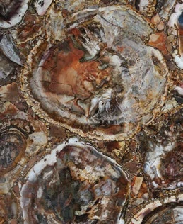 Petrified Wood Brown — official supplier catalog image
