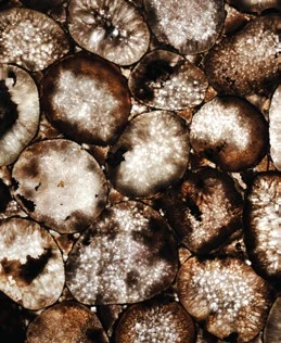 Agate Moon — official supplier catalog image